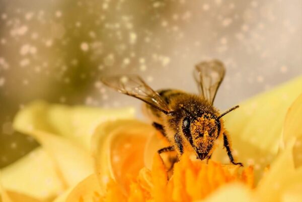 pérdida de polinizadores como esta abeja